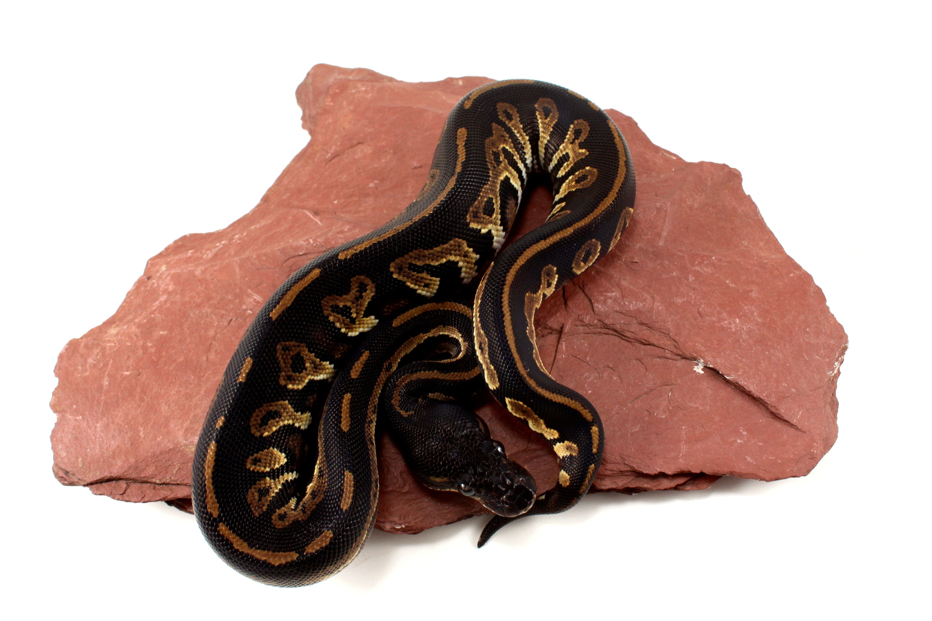 Black Reticulated Ball Python Super Black Headed DH Ball Python - All Reptiles