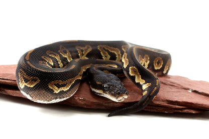 Super Black Headed DH Ball Python