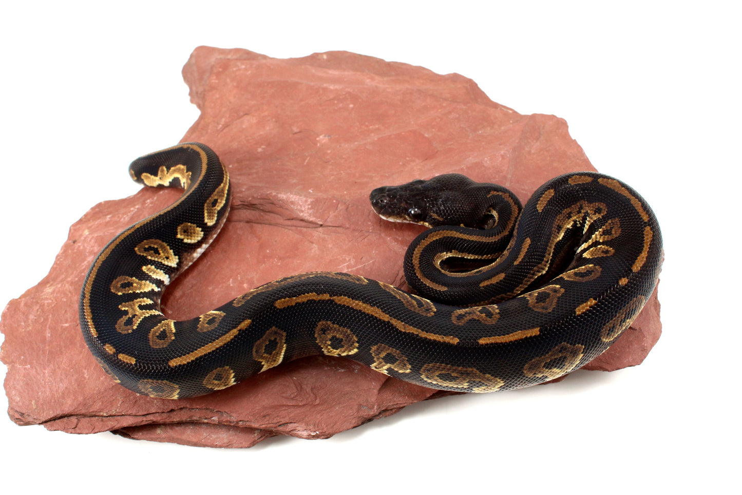 Super Black Headed DH Ball Python