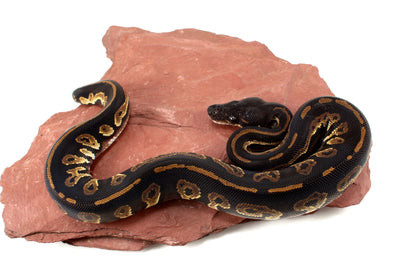 Super Black Headed DH Ball Python