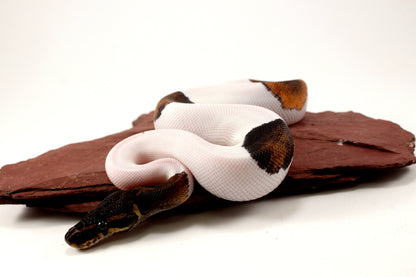 Black Headed Pied Ball Python
