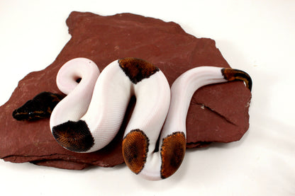 Black Headed Pied Ball Python