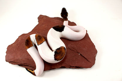 Black Headed Pied Ball Python