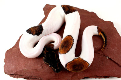 Black Headed Pied Ball Python