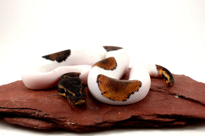 Black Headed Pied Ball Python