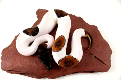 Black Headed Pied Ball Python