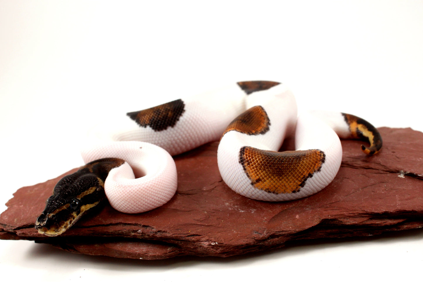 Black Headed Pied Ball Python