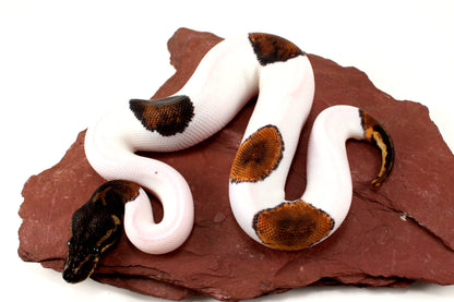 Black Headed Pied Ball Python