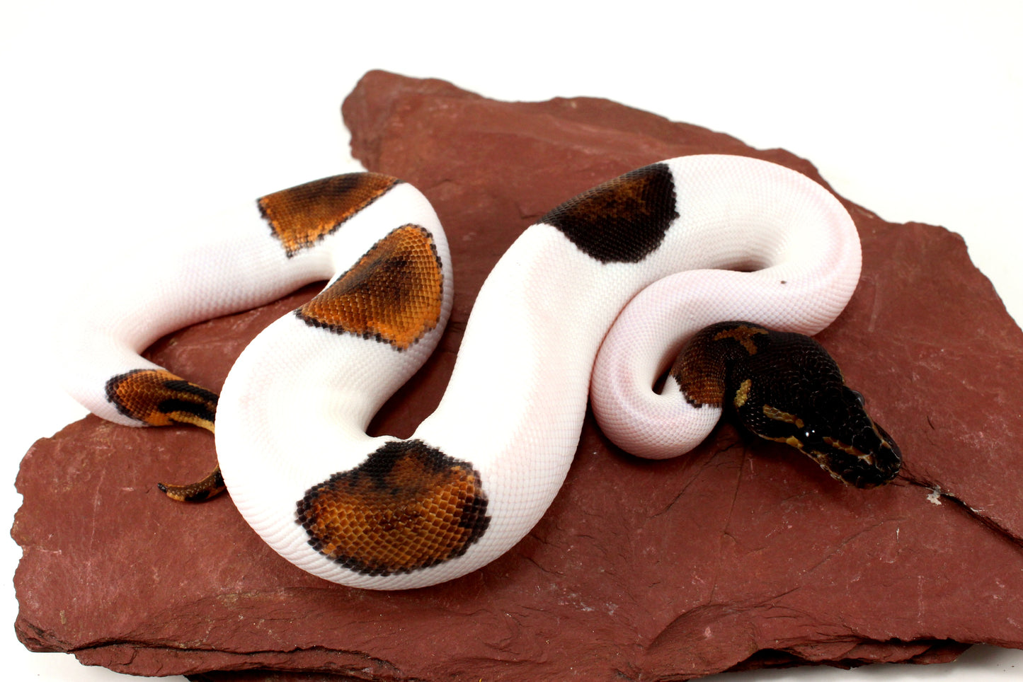 Black Headed Pied Ball Python