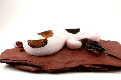 Black Headed Pied Ball Python