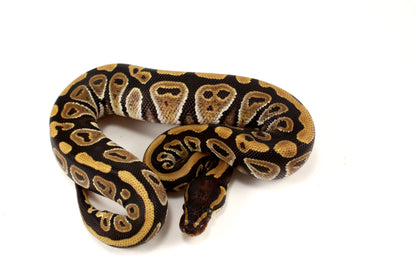Phantom Ball Python
