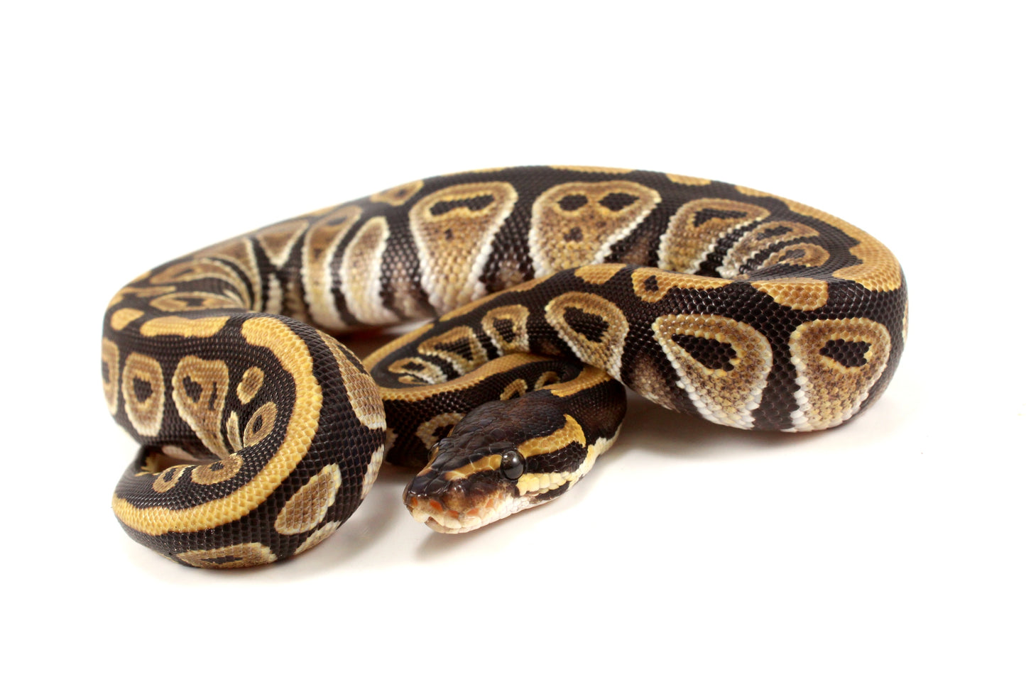 Phantom Ball Python