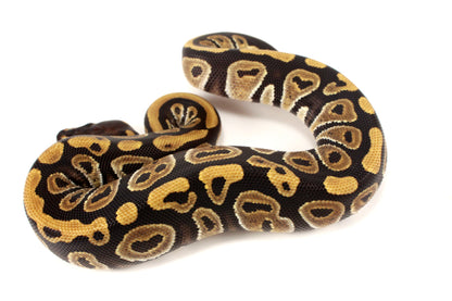Phantom Ball Python