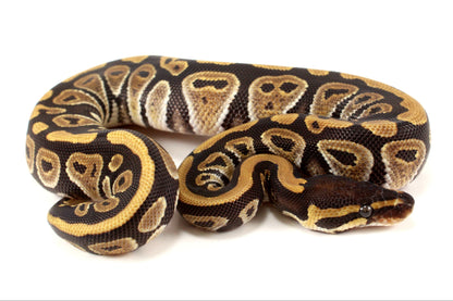 Phantom Ball Python