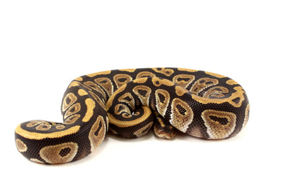Phantom Ball Python