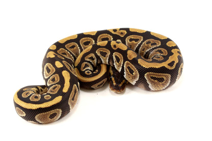 Phantom Ball Python