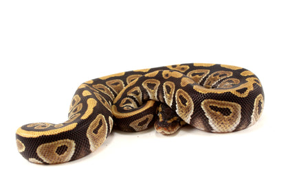 Phantom Ball Python