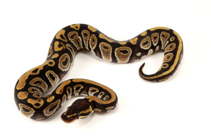 Phantom Ball Python