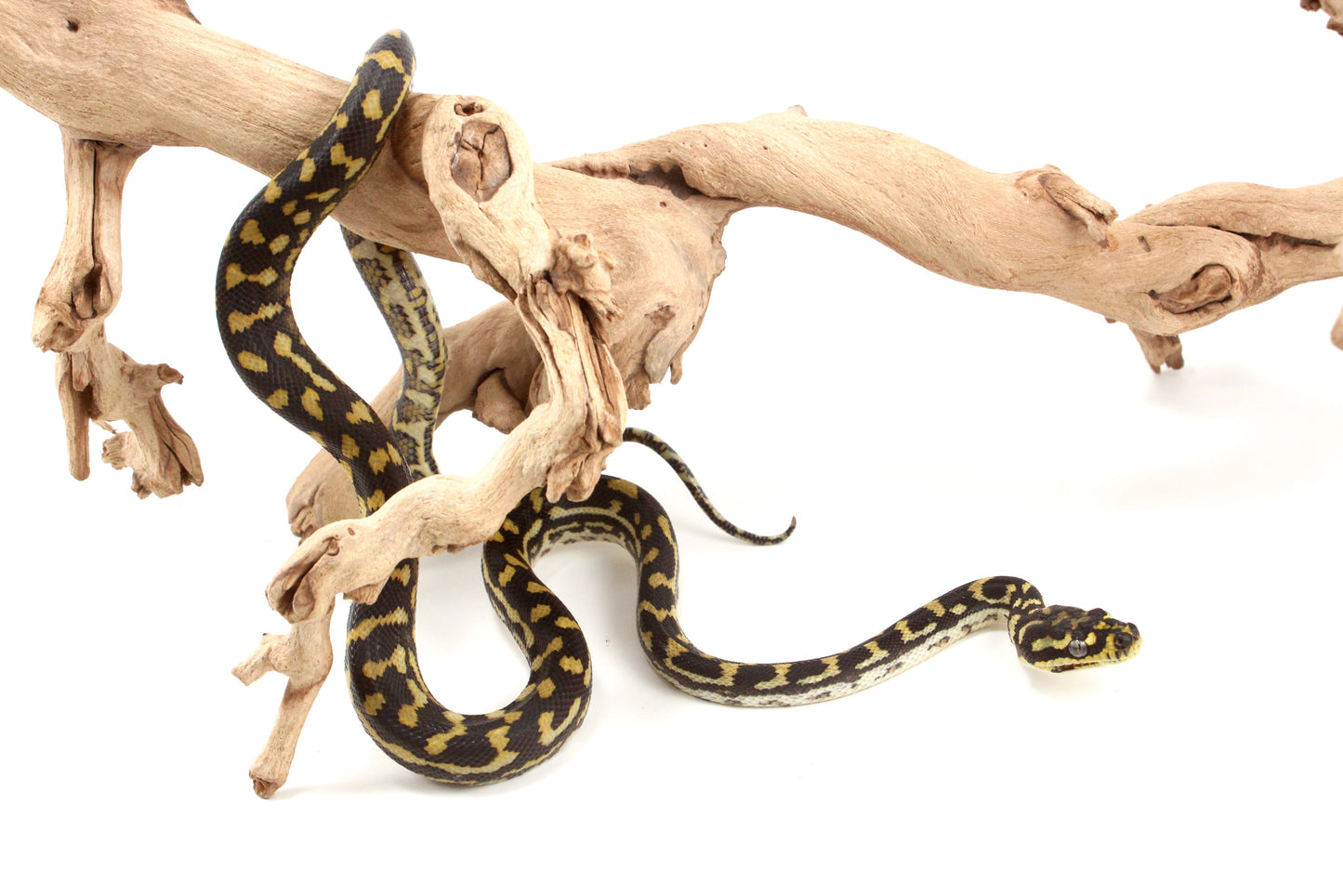 Jungle X Irian Jaya Carpet Python