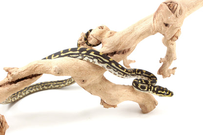 Jungle X Irian Jaya Carpet Python