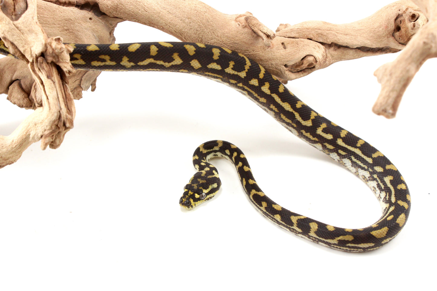 Jungle X Irian Jaya Carpet Python