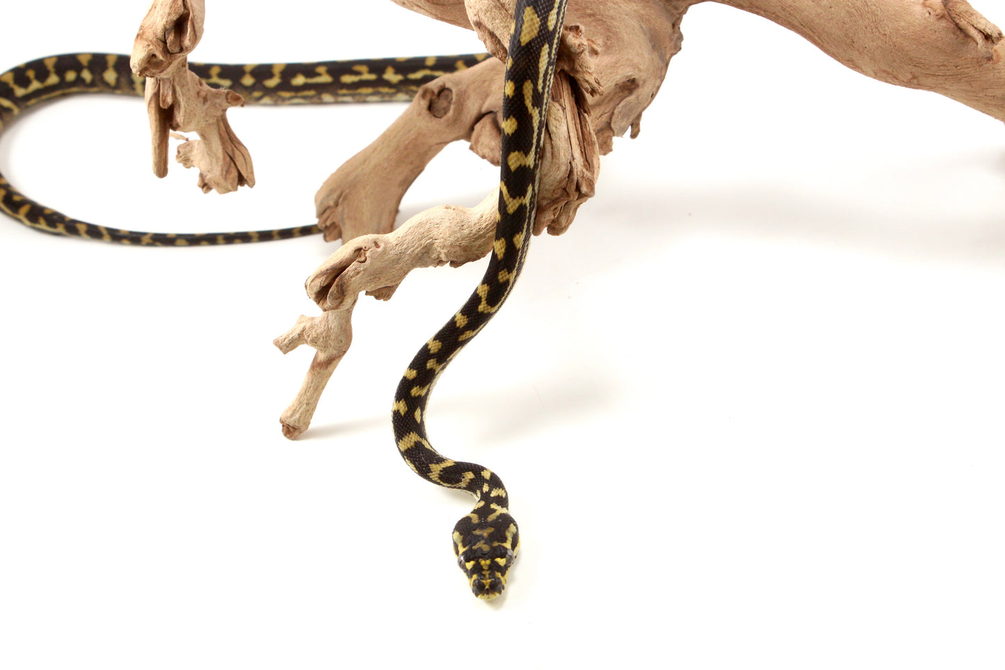 Jungle X Irian Jaya Carpet Python