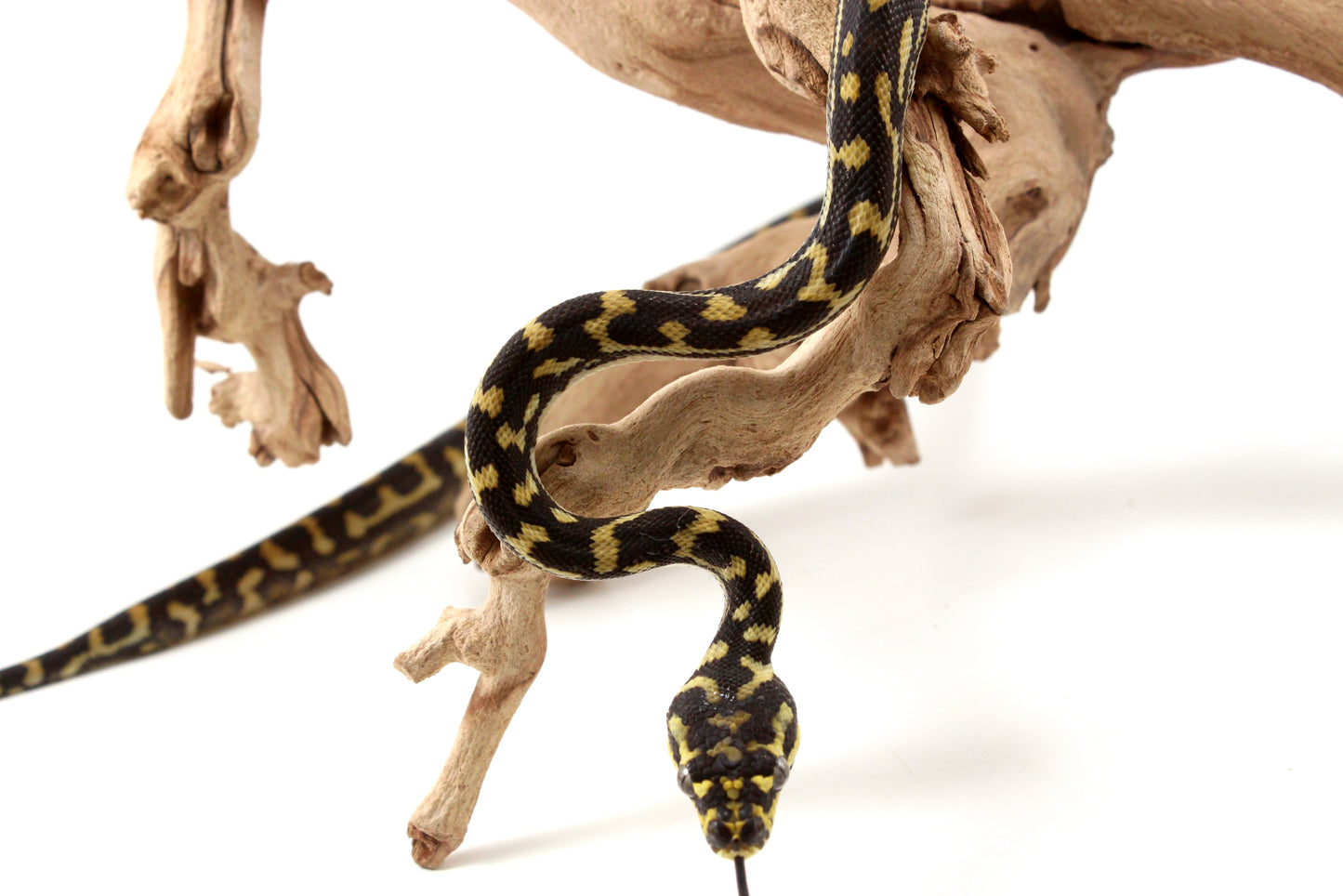 Jungle X Irian Jaya Carpet Python