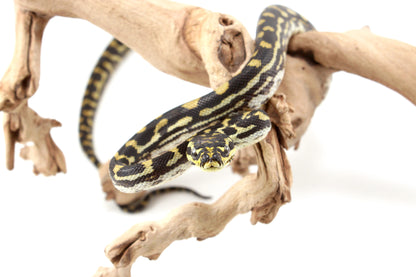 Jungle X Irian Jaya Carpet Python