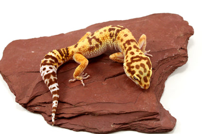 Tremper Albino poss. Jungle Leopard Gecko
