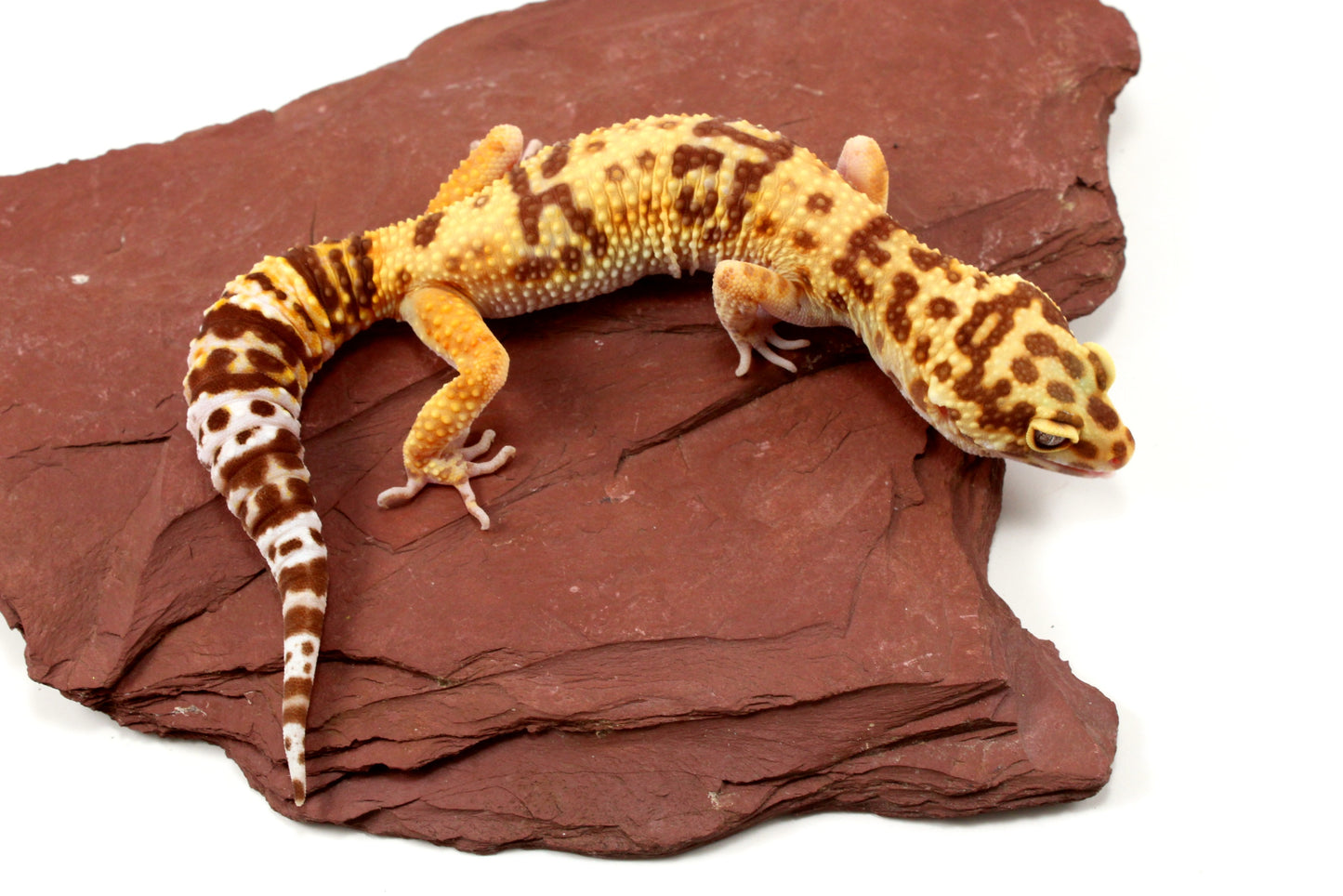 Tremper Albino poss. Jungle Leopard Gecko