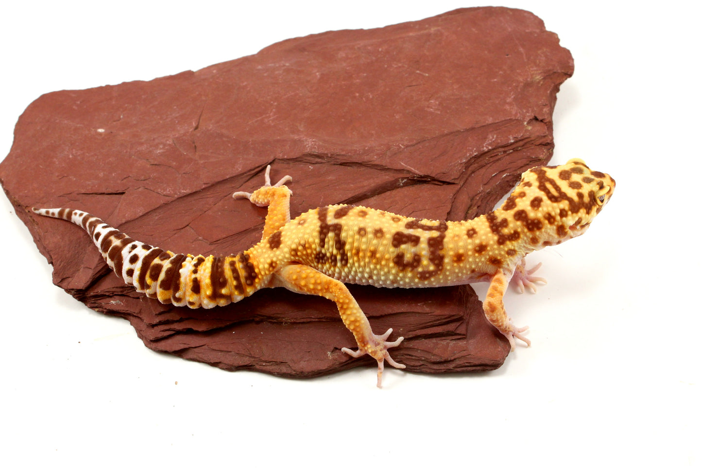 Tremper Albino poss. Jungle Leopard Gecko