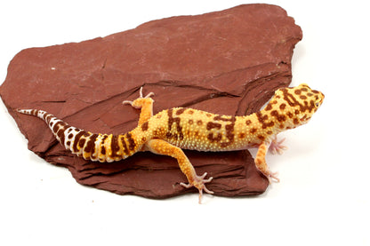 Tremper Albino poss. Jungle Leopard Gecko