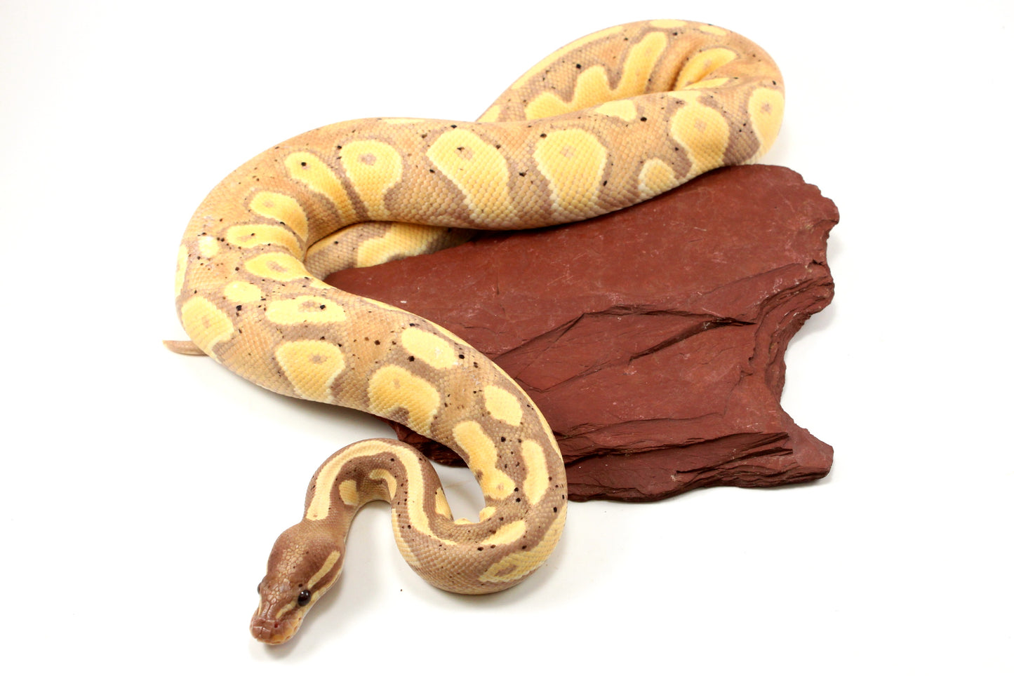 Pastel Black Head Banana Ball Python