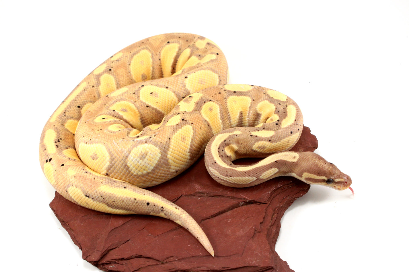 Pastel Black Head Banana Ball Python - All Reptiles