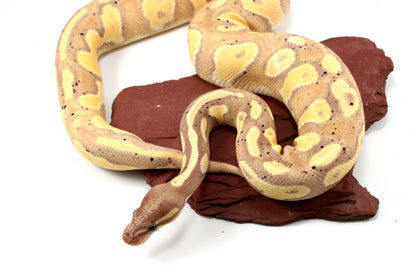 Pastel Black Head Banana Ball Python