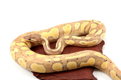 Pastel Black Head Banana Ball Python