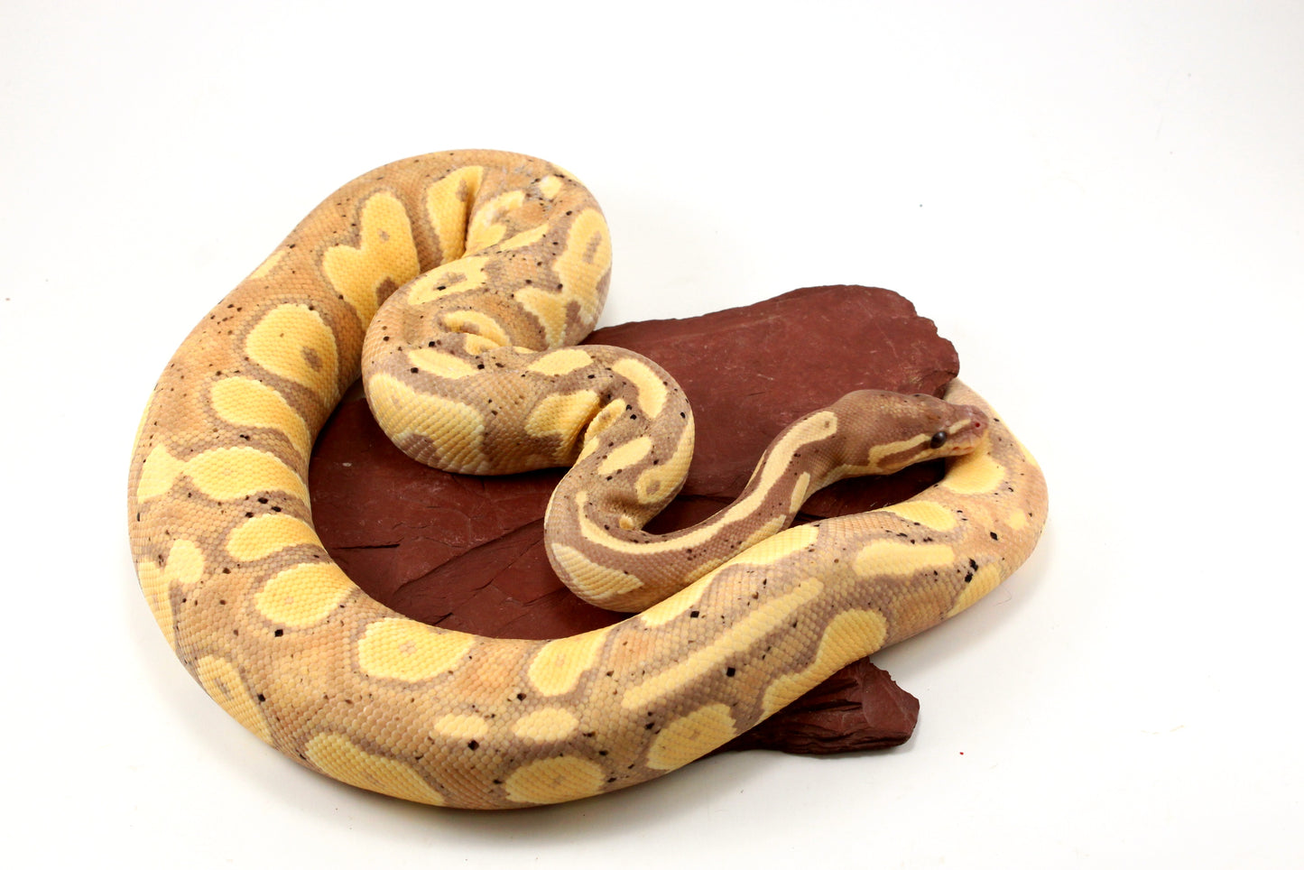 Pastel Black Head Banana Ball Python