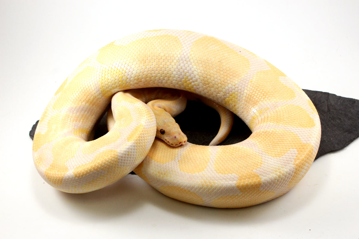 Lavender Ball Python Adult Lavender Albino Ball Python - All Reptiles