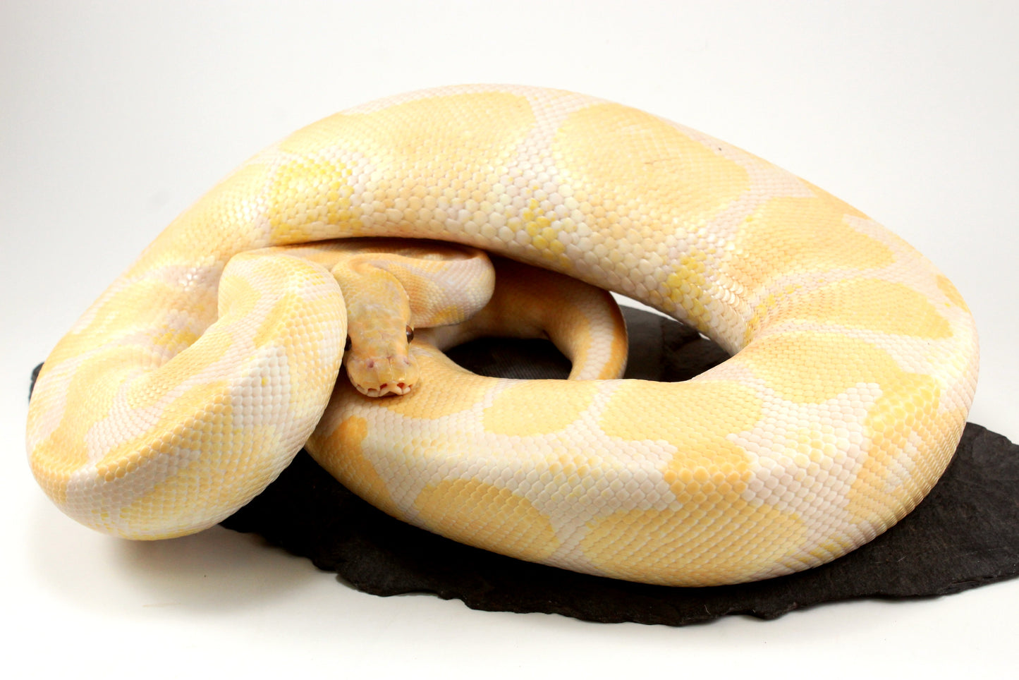 Lavender Albino Ball Python
