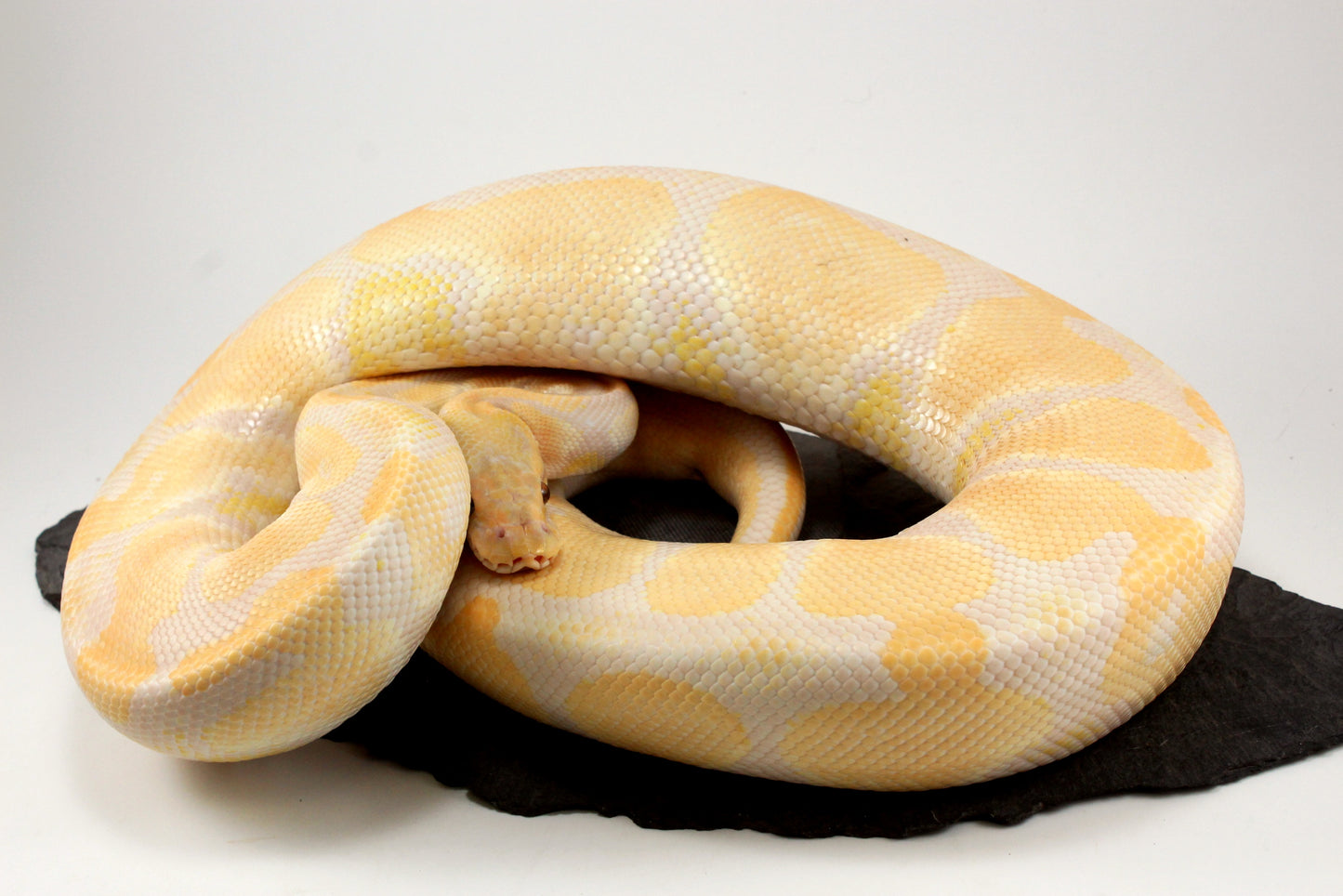 Lavender Albino Ball Python