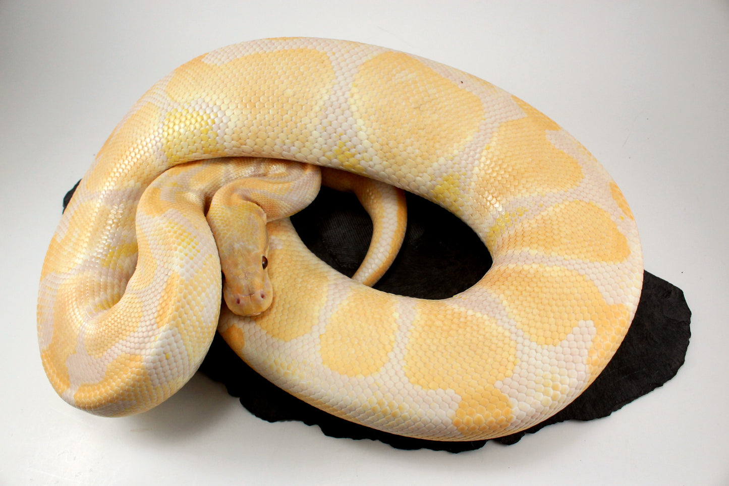 Lavender Albino Ball Python