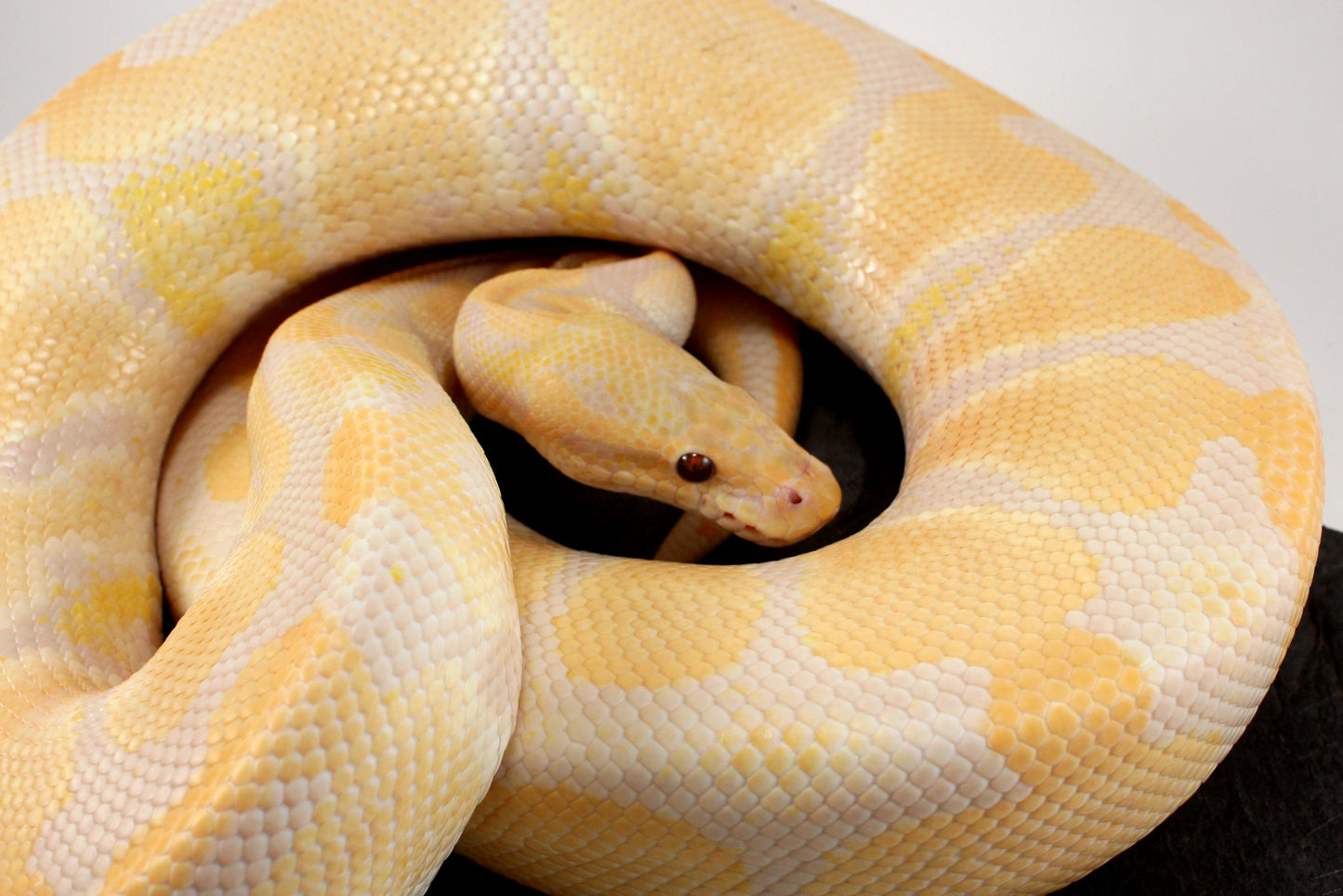 Lavender Albino Ball Python