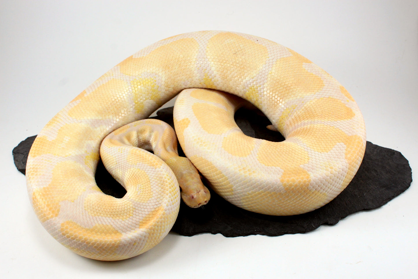 Lavender Albino Ball Python