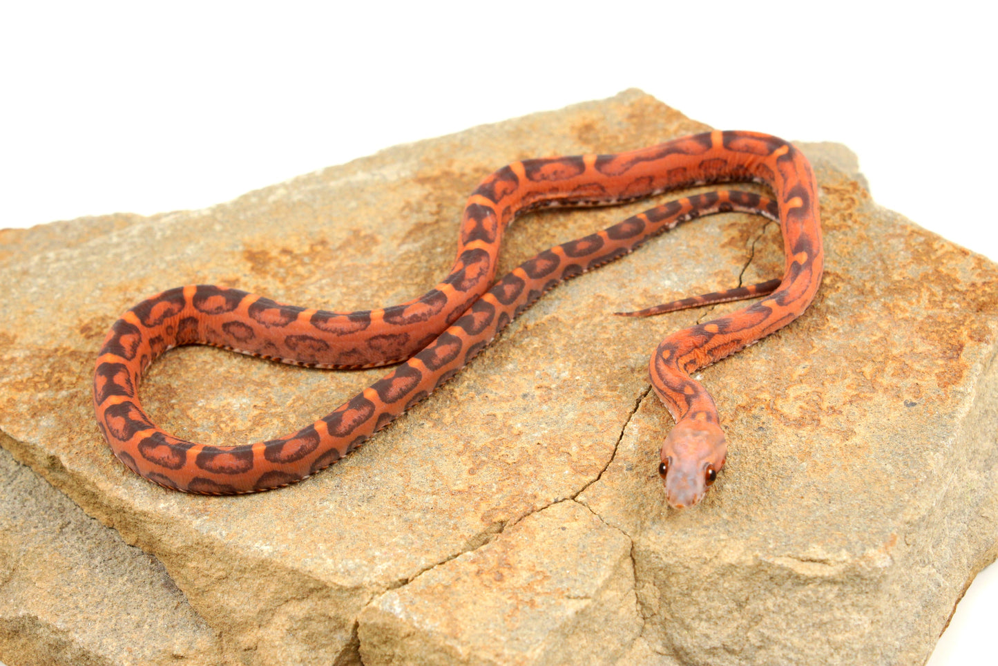 Scaleless Okeetee Corn Snake