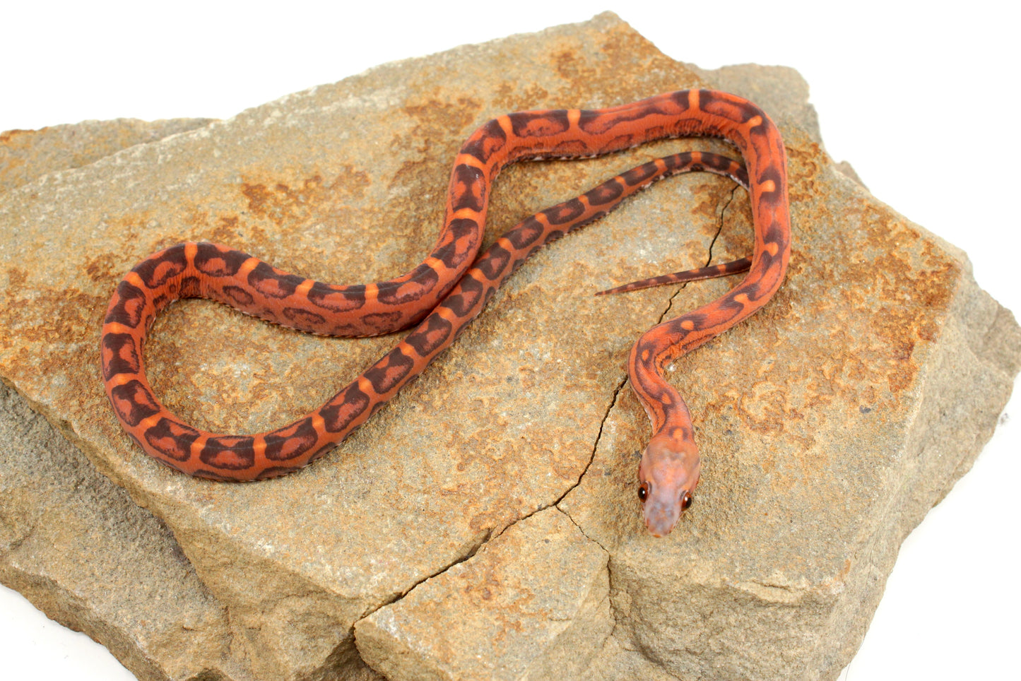 Scaleless Okeetee Corn Snake