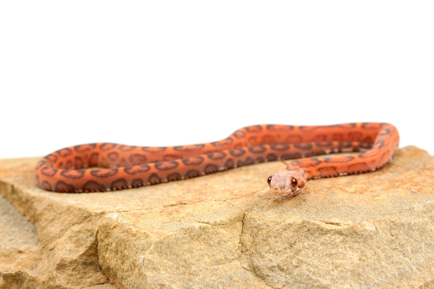 Scaleless Okeetee Corn Snake