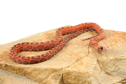 Scaleless Okeetee Corn Snake