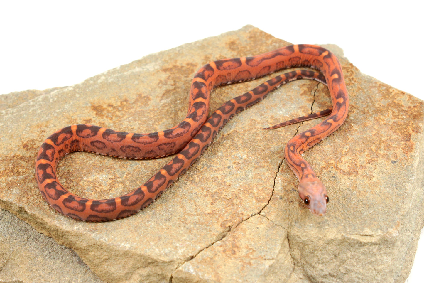 Scaleless Okeetee Corn Snake