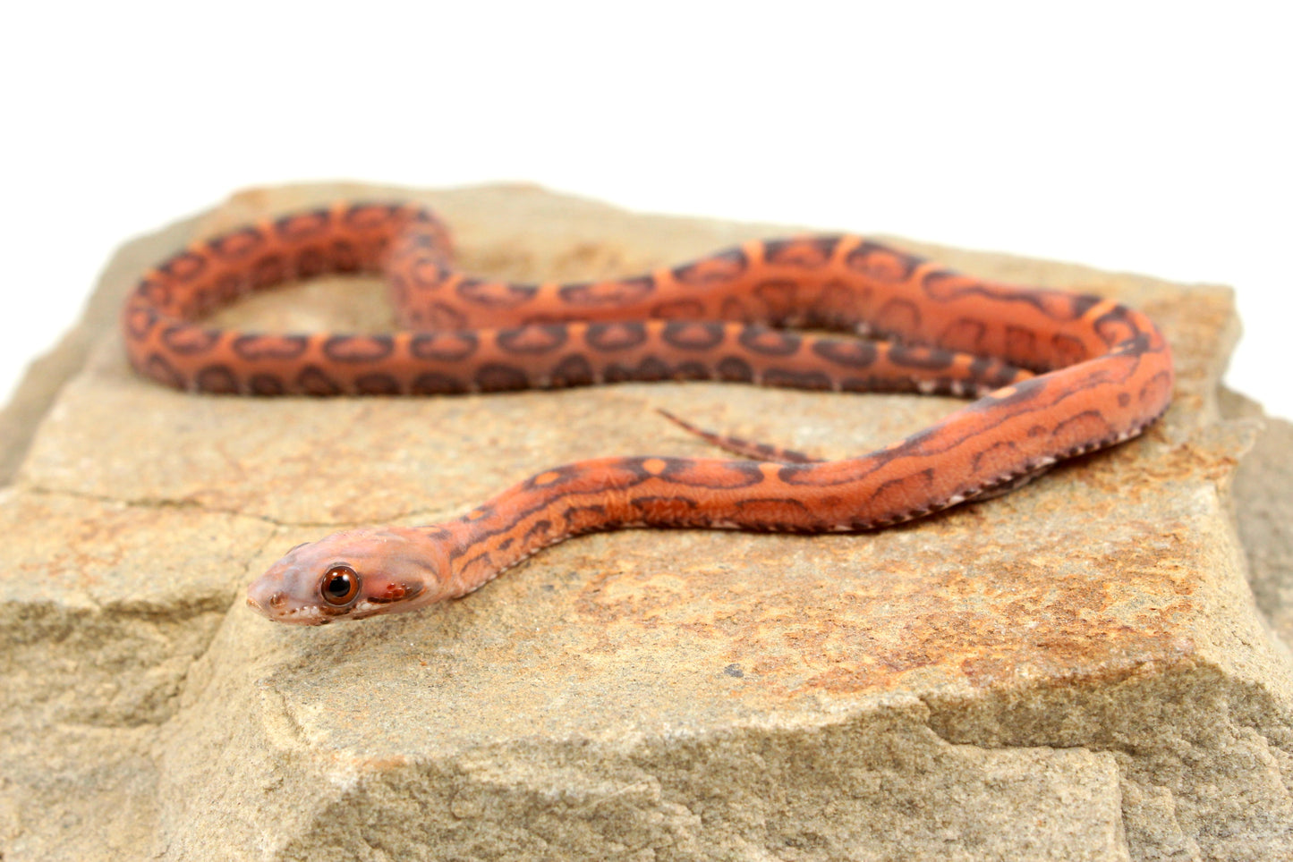 Scaleless Okeetee Corn Snake