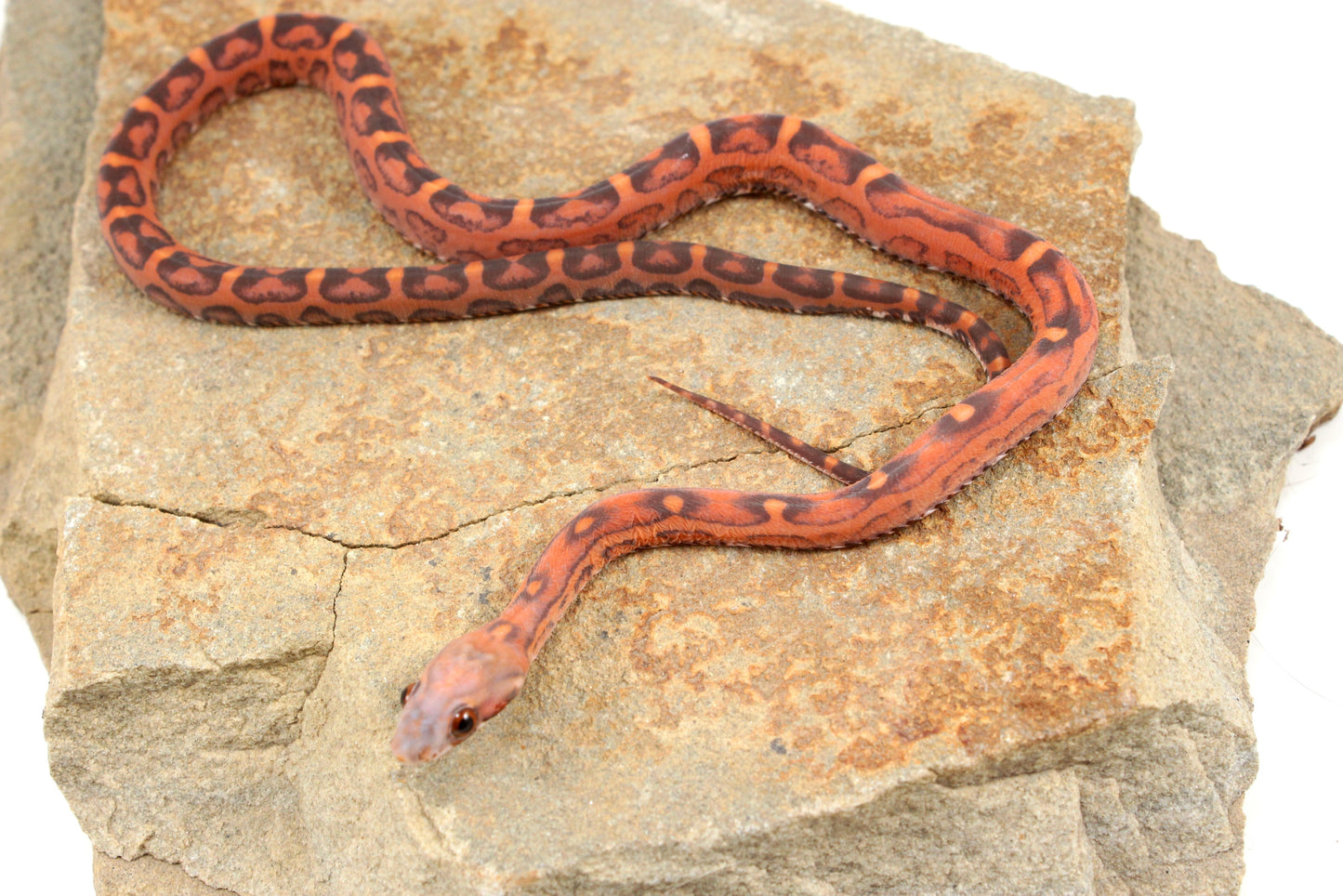 Scaleless Okeetee Corn Snake